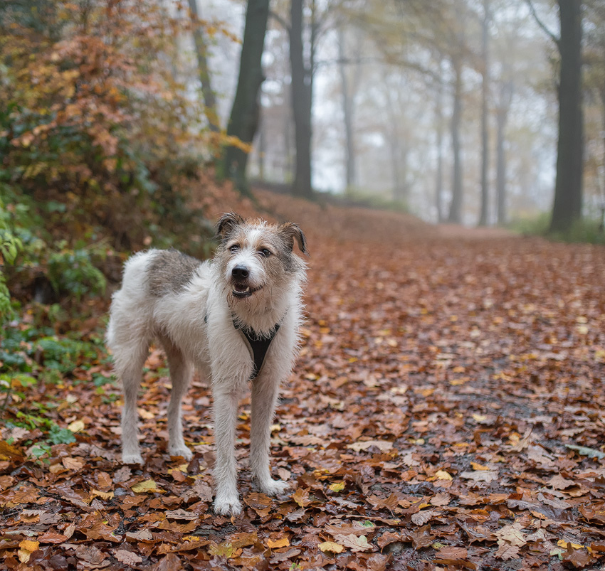 1111  Felix 16X_4460-1-Kopie.jpg